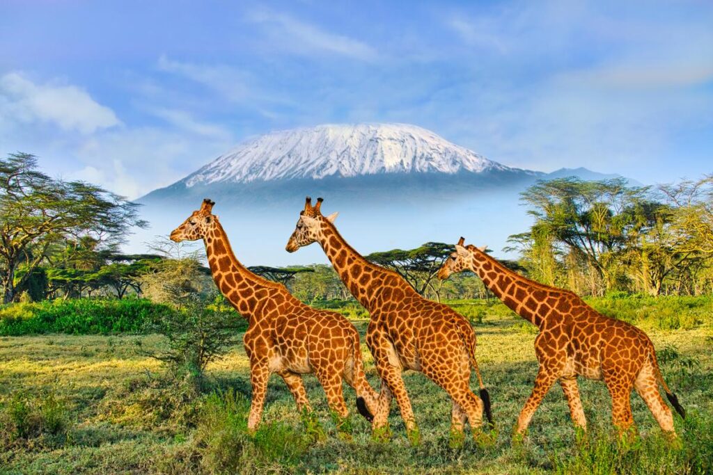 Giraffes and sunset standing tall in one of the best national parks in the world