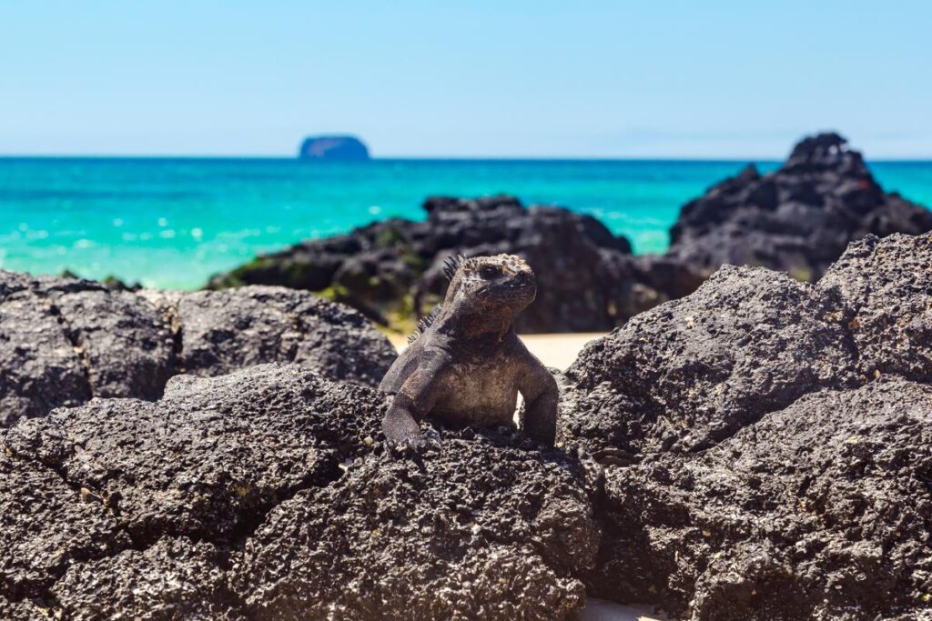 A black marine iguana (Amblyrhynchus cristatus) on a turquoise water beach in North Seymour Island, Ecuador.