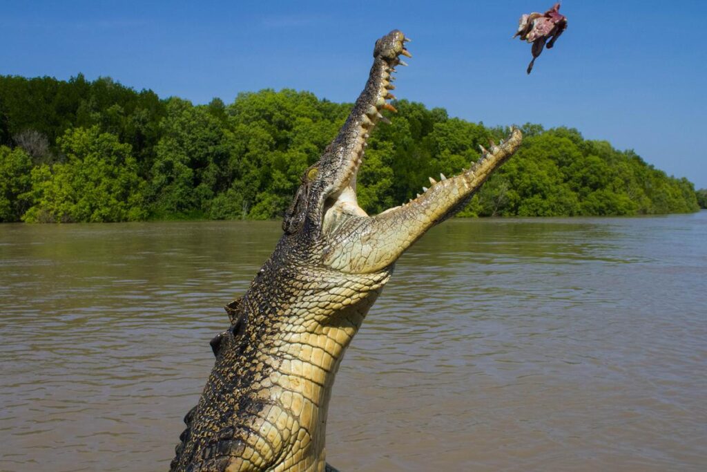 Crocodile jumping in saltwater in Kakadu National Park in Australia's Northern Territory to catch a prey