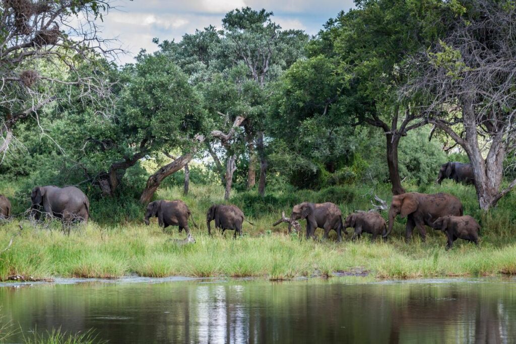 Specie of loxodonta African bush elephant in Kruger national park, South Africa