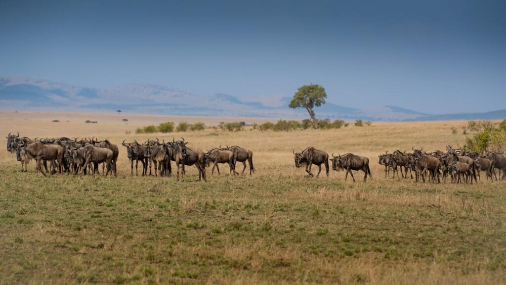 A rear image of Wildebeest migration, Serengeti National Park, Tanzania, Africa